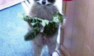 浣熊君为什么被禁了